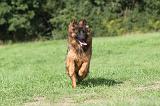 BERGER ALLEMAND 023
